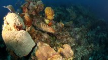 Stuart Cove's Dive Bahamas Walls & Reefs Dive