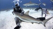 Stuart Cove's Dive Bahamas Shark Dive