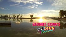 Stuart Cove's Dive Bahamas Top 5 Experiences