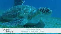 World’s Best Diving & Resorts: Buddy Dive Bonaire