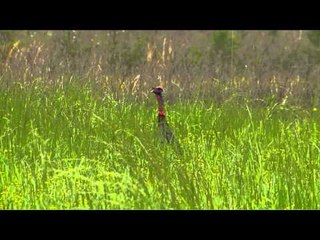 Primos  The Truth About Hunting - Mississippi Longbeards