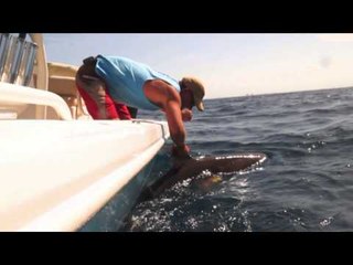 Fly Rod Chronicles - South Florida Shark