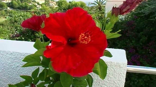 Luxuriöses Ferienhaus in Moraira, Costa Blanca, Spanien zu mieten