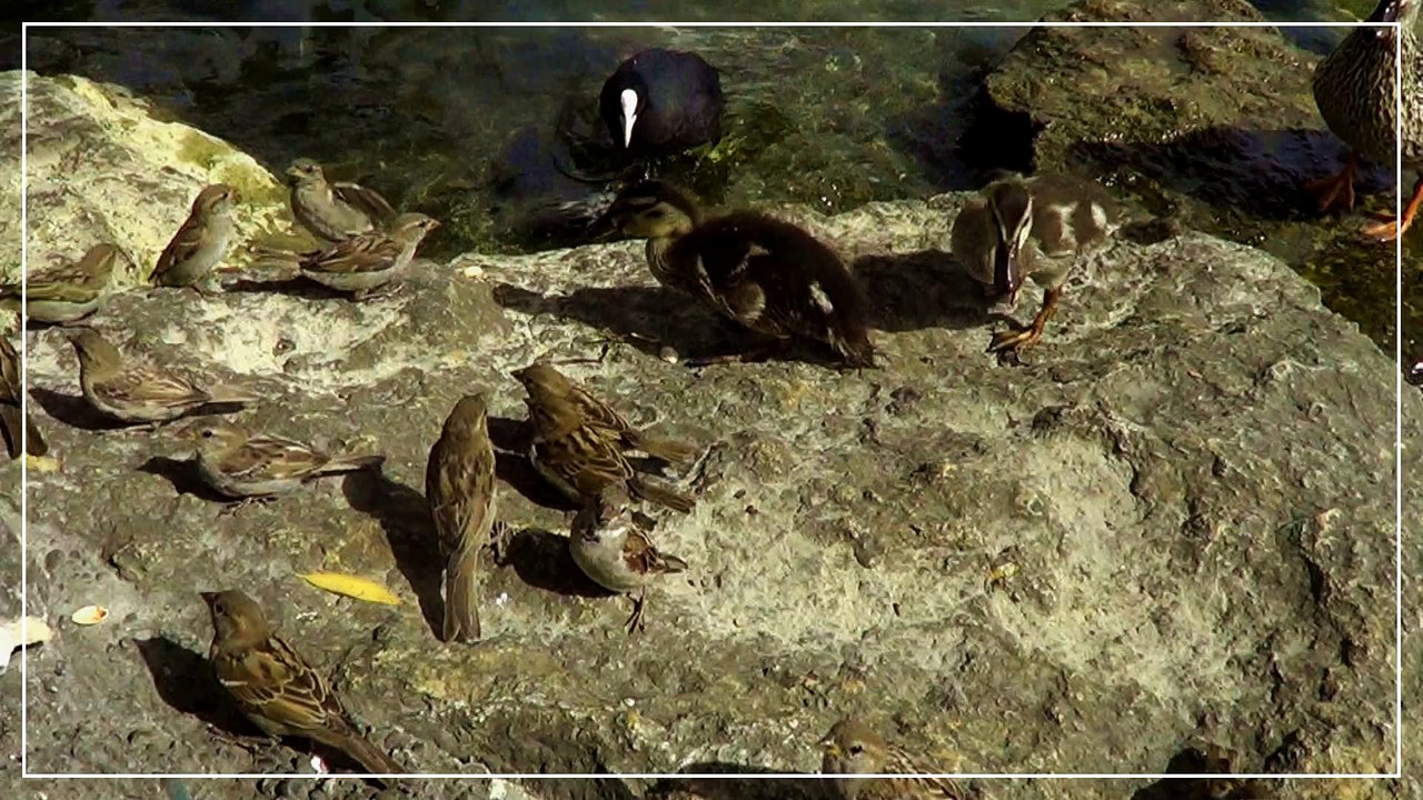 Lac de Bienne - Oiseaux