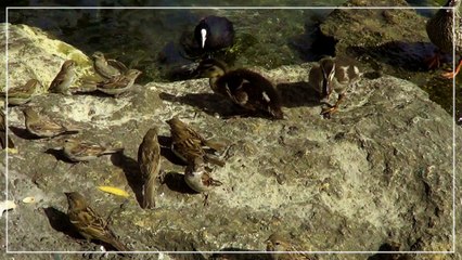 Lac de Bienne - Oiseaux