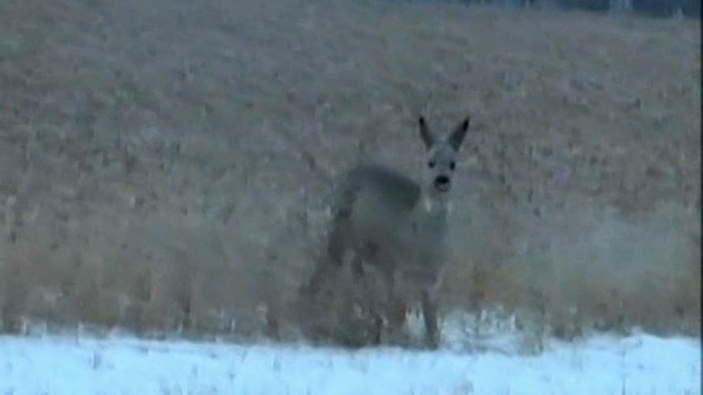 Особенности охоты на Руси. Охота на сибирскую косулю в Курганской области в конце декабря