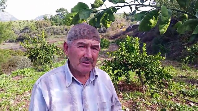 Portakal, Fidanı, Ağacı, Dikimi, Gübreleme, Budama, Sürgünü, Fisili