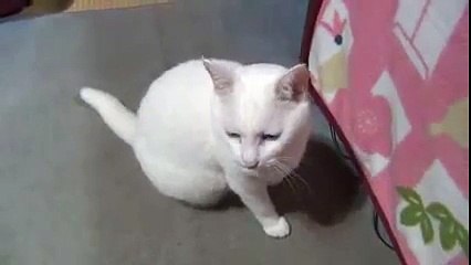 Doctor said my cute cat will die soon , Aww !!  last video , Help ! Share  keep her alive