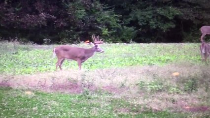 Spindle Buck