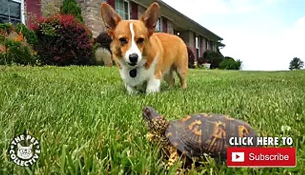 The Pet Collective- Where Pets Rule