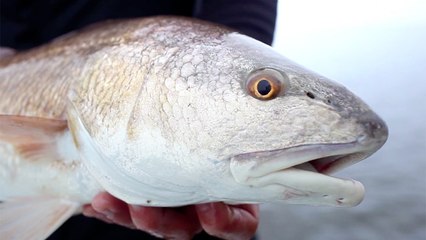 NSB Mosquito Lagoon - Mosquito Reds