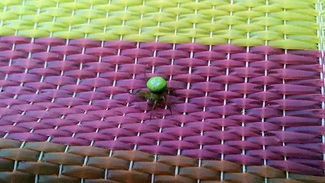 Самый опасный паук на планете. это он-