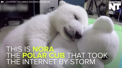 Nora The Polar Bear Cup Took The Internet By Storm