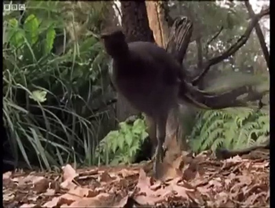 Lyrebird: The bird that can Memic any sound in the World