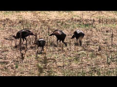 Reaper Outdoors Survive the Hunt - Reaper Outdoors Survive the Hunt