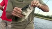 Americana Outdoors - Bass Fishing