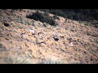 Where in the World is Colorado Buck  - New Zealand Tahr and Fallow Deer with Amy Martin Shaffer
