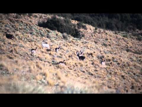 Where in the World is Colorado Buck - New Zealand Tahr and Fallow Deer with Amy Martin Shaffer