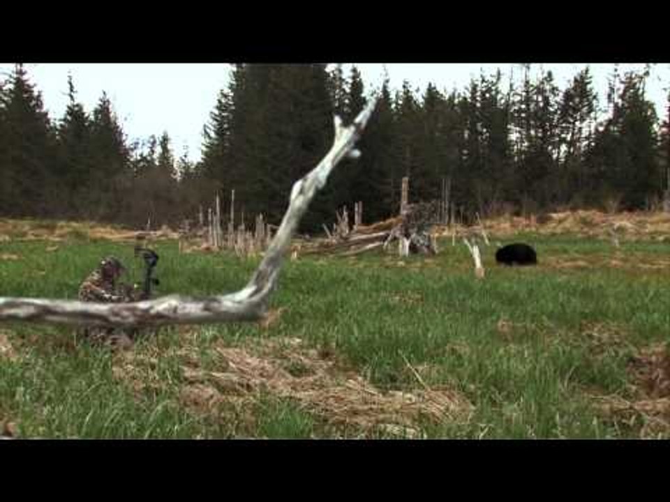 The Bear Whisperer - Beach Bruins