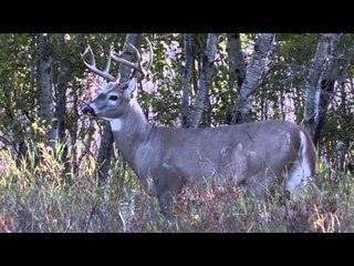 The Bone Yard - Red Plates