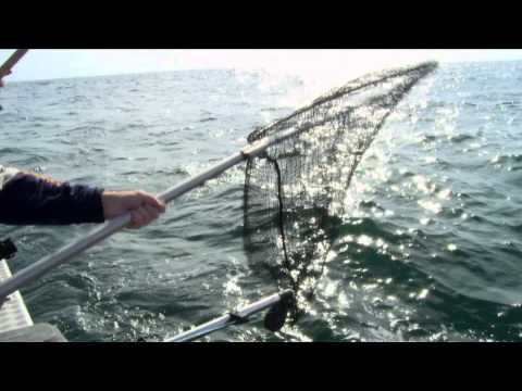 Fishful Thinking - West Coast Salmon