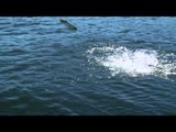 BC Outdoors Sport Fishing - Barkley Sound Salmon