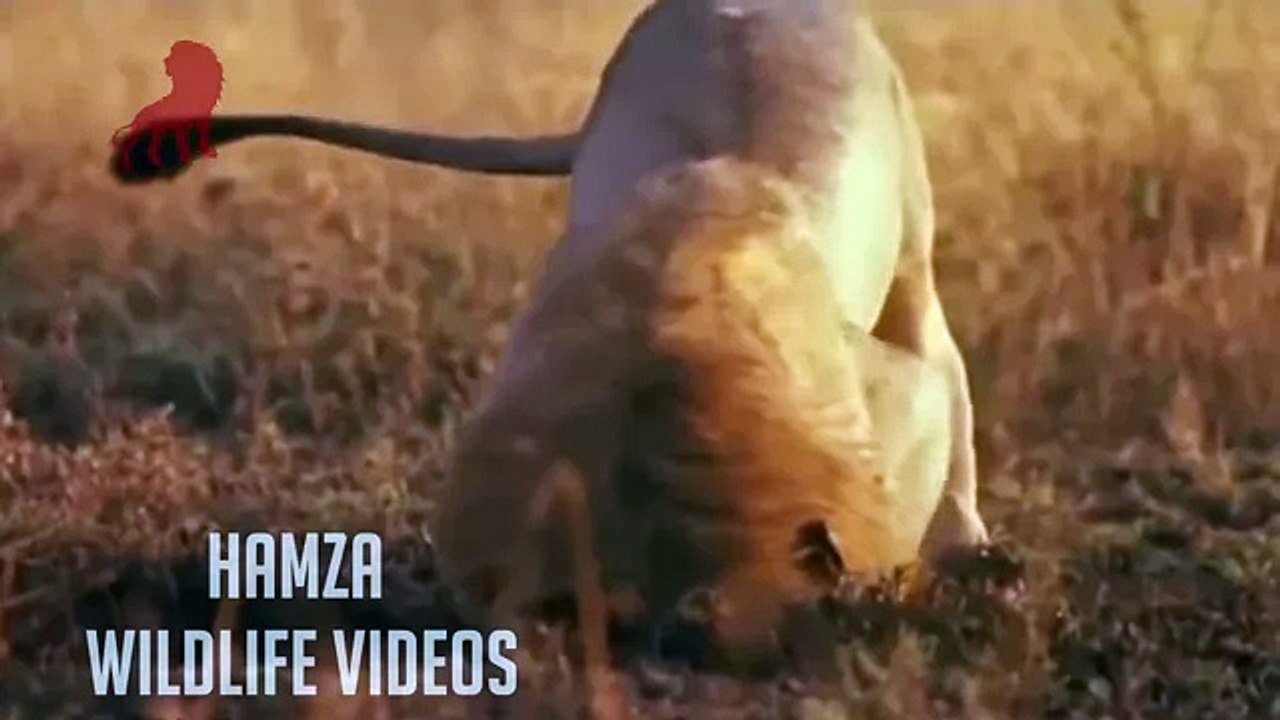 lion kill Hyena cubs in front of his mother