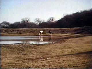 Male Lion Hunts Horses