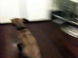 Ridgeback Puppy Lion Hunting