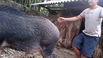 Mô hình nuôi Lợn Rừng tại Phú Thọ