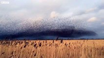 Oxfordshire starling murmuration 'fantastic phenomenon'