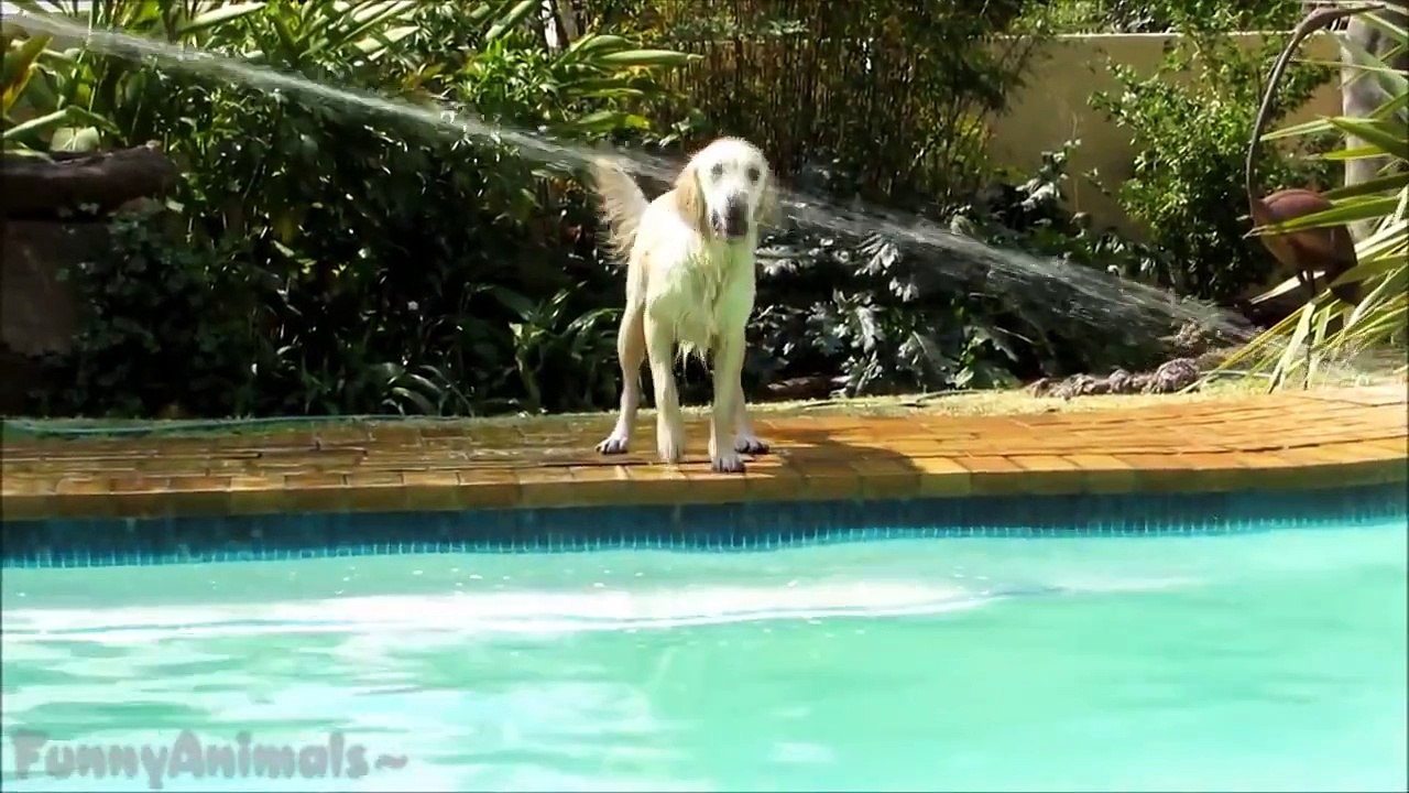 Funny Dogs Swimming in Pool Compilation 2015