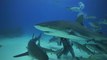 North American Rolex Scholar, Michele Felberg Feeds Sharks in the Bahamas