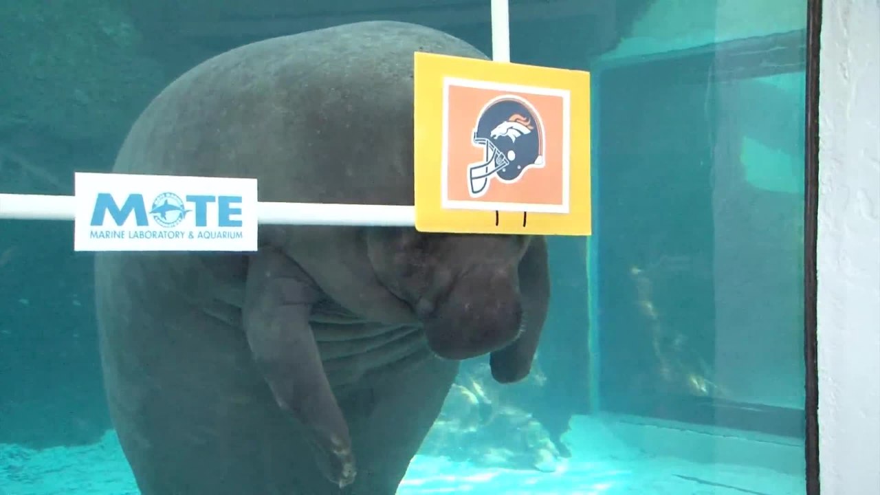 Manatees Predict Super Bowl 50 Winner
