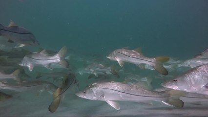 The Crossroads: Sebastian, Florida