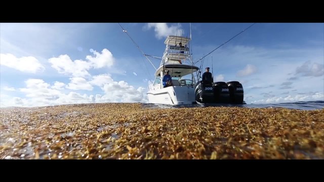 Boston Whaler 345 Conquest