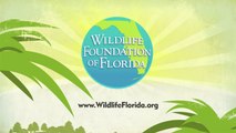 Wildlife Foundation of Florida