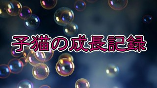 【第35話】先住猫に子猫が近づいた結果・・・（面白い＆可愛い子猫）