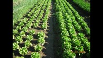 Formation MSV Itinéraires techniques et mécanisation Jour 2 Présentation d'outils en biodynamie : Ulrich Schreier