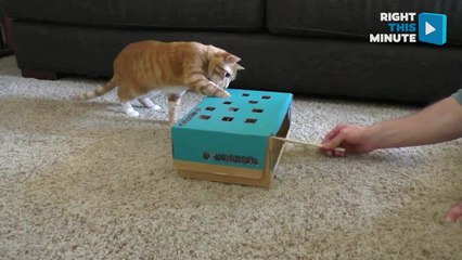 5 Cat Hacks That Will Change Your Life