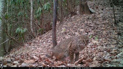 Trail-cam Bobcat frolicking in the leaves! Hendersonville, NC.