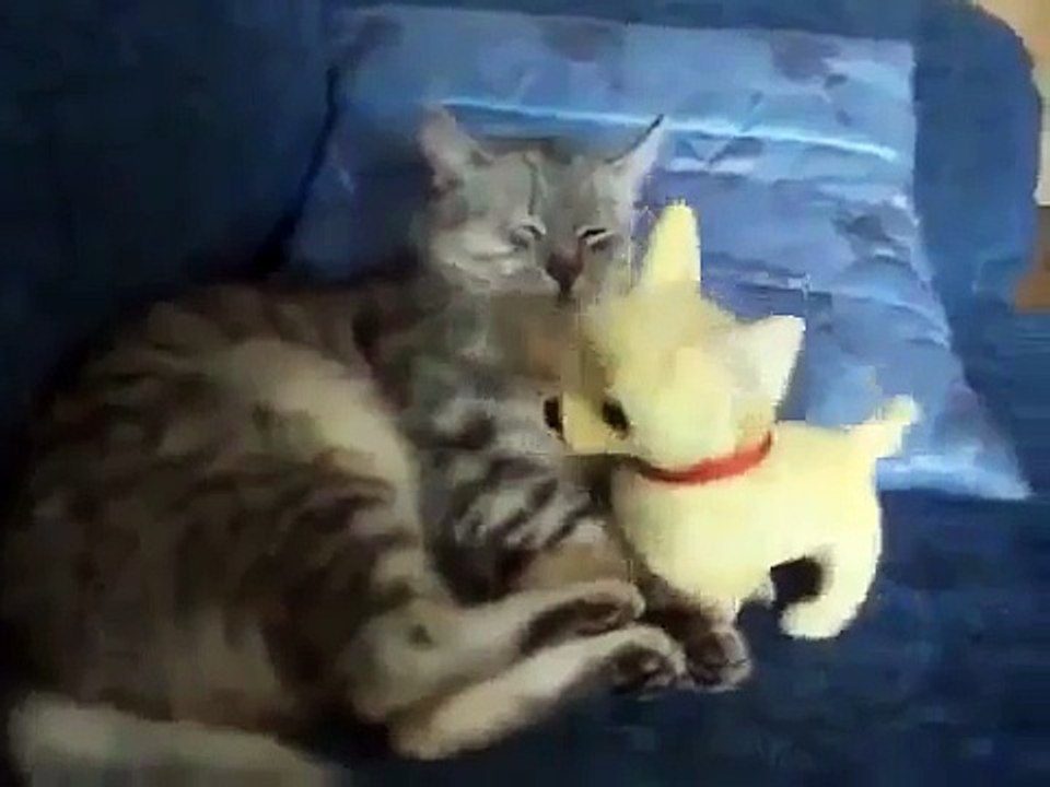 Get up CAT! / Вставай Кот!