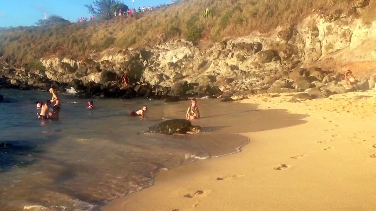 turtles