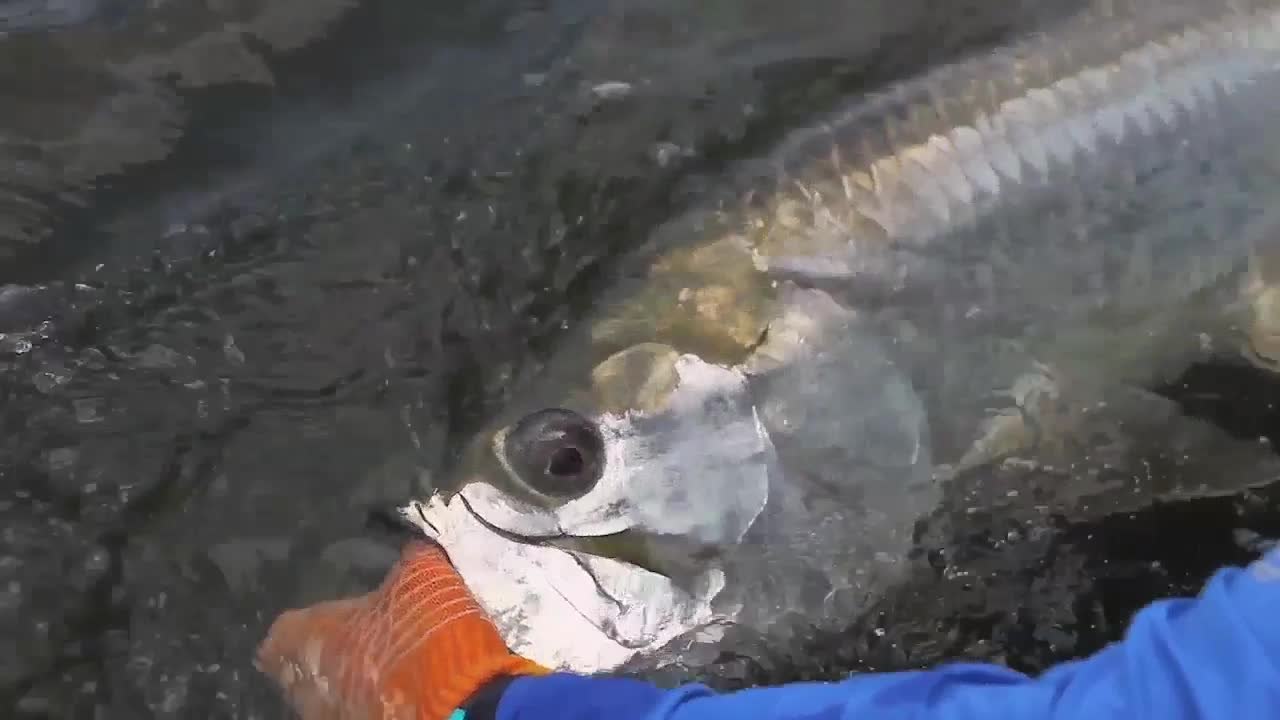 Moving with the Fish