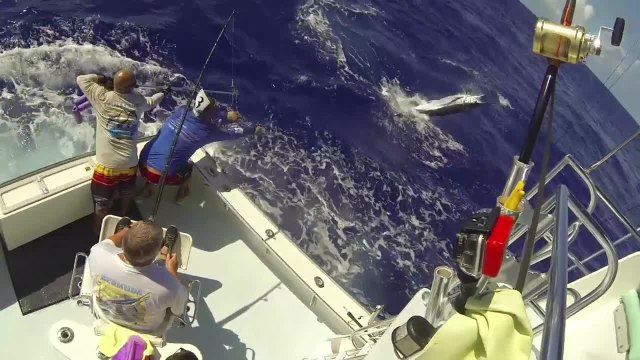 Sea Horse Anglers Club Billfish Tournament 2014