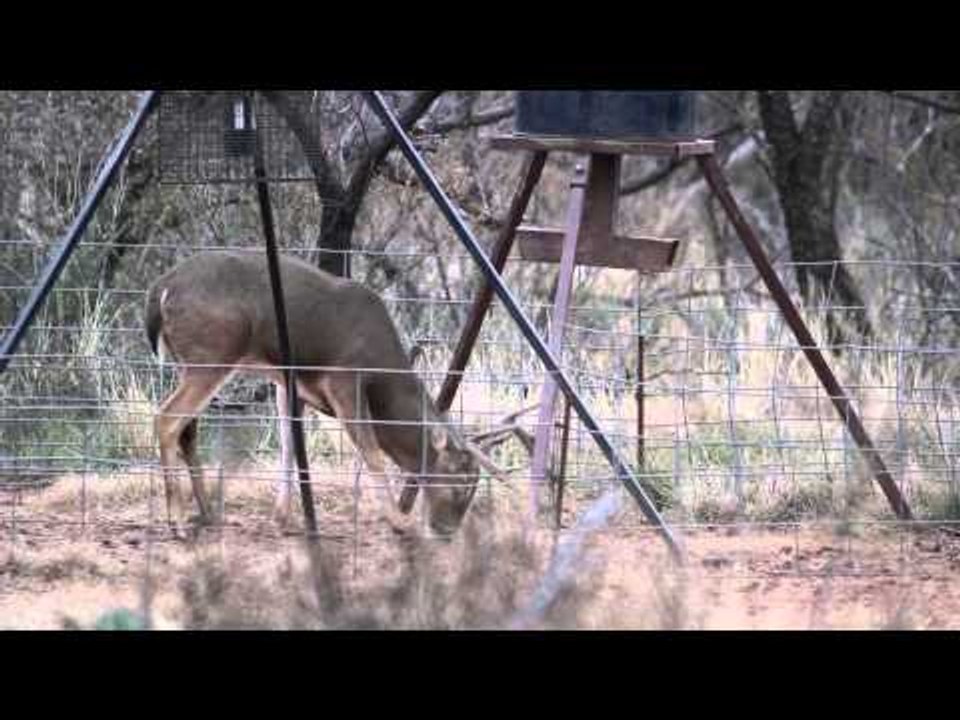 Where in the World is Colorado Buck  - Whitetails at Rocky Top Outfitters in Texas