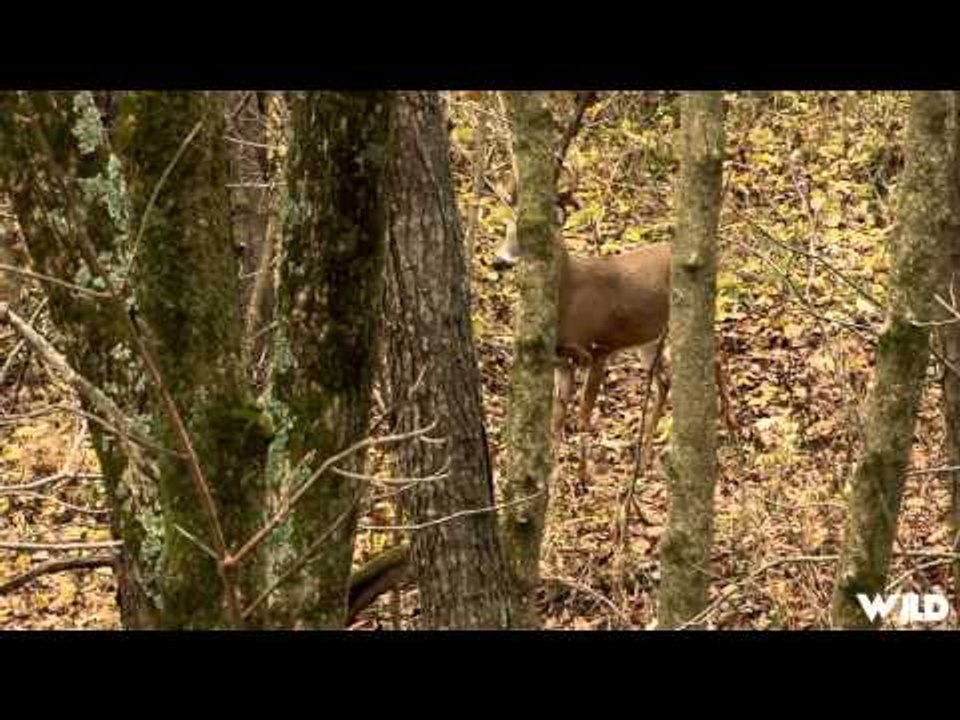 Major League Bowhunter - Lessons Learned