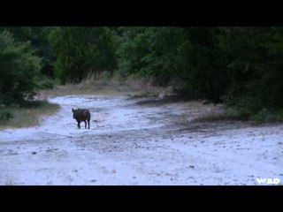 Pig Man The Series - Adios Mexico