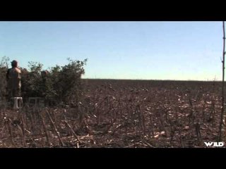 MOJOs Migration - The Mojo Dove