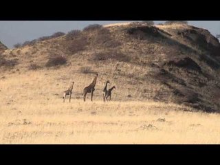 Outdoor Quest TV - Namibia Giraffe